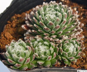 u{[@ZyrE@A@9cm|bgϗtA G  CeA 炵nA A q  gt