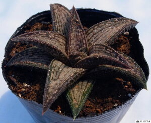 ёыiL^CLEj @nI`A@A@9cm|bgϗtA G  CeA 炵 nIVA haworthia T{e A