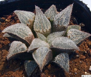 уKjiVPKjj@nI`A@A@9cm|bgϗtA G  CeA 炵 nIVA haworthia T{e A