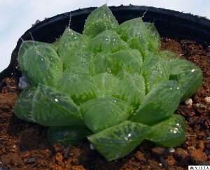 観葉植物 多肉植物 ハオルシアの人気商品 通販 価格比較 価格 Com 観葉植物 多肉植物 ハオルシアの人気商品 通販 価格比較 価格 Com