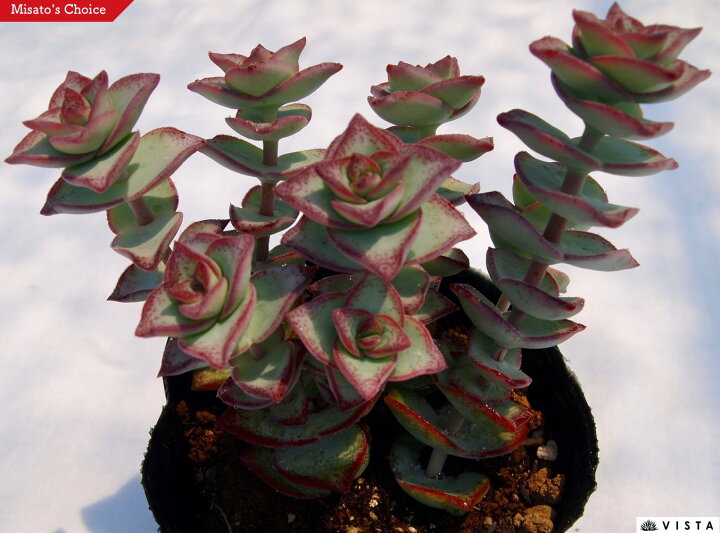 楽天市場 星の王子 ホシノオオジ クラッスラ属 多肉植物 9cmポット観葉植物 雑貨 おすすめ インテリア 暮らし 植え付け 挿し木 実生 冬型 夏型 多肉植物専門店 ビスタ