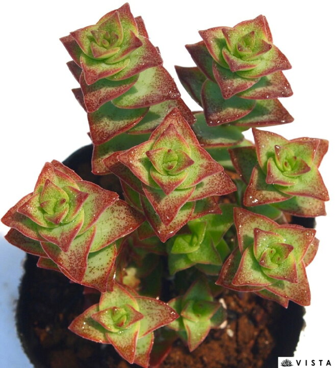 楽天市場 十字星 ジュウジボシ クラッスラ属 多肉植物 9cmポット観葉植物 雑貨 おすすめ インテリア 暮らし 植え付け 挿し木 実生 冬型 夏型 多肉植物専門店 ビスタ