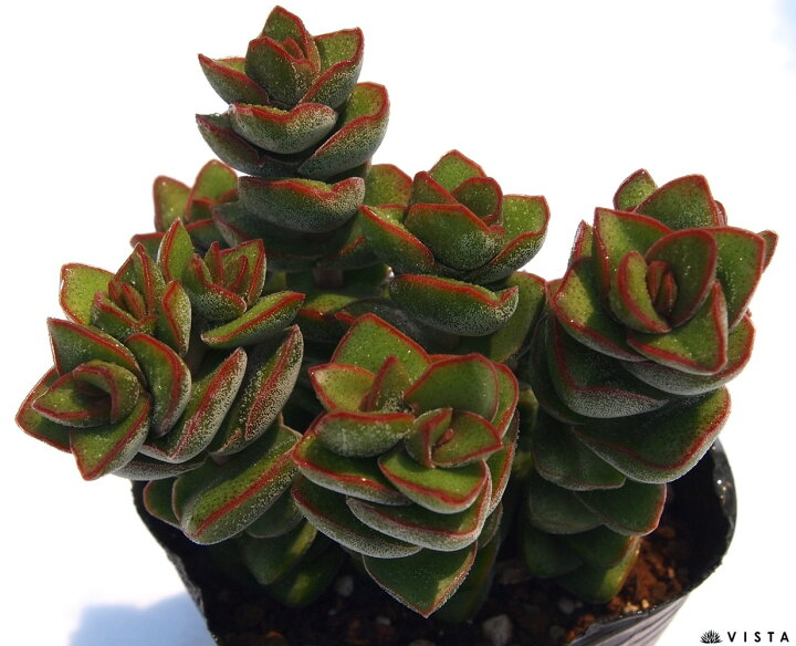 楽天市場 ジェイドタワー クラッスラ属 多肉植物 9cmポット観葉植物 雑貨 おすすめ インテリア 暮らし 植え付け 挿し木 実生 冬型 夏型 多肉植物専門店 ビスタ