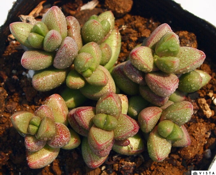 楽天市場 エレガンス クラッスラ属 多肉植物 9cmポット観葉植物 雑貨 おすすめ インテリア 暮らし 植え付け 挿し木 実生 冬型 夏型 多肉植物専門店 ビスタ