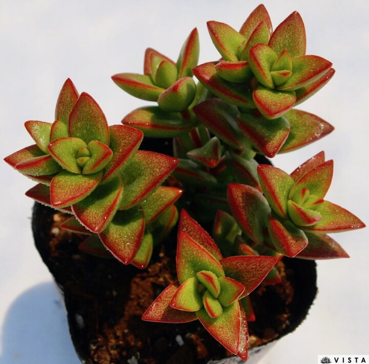 楽天市場 桜星 サクラボシ クラッスラ属 多肉植物 9cmポット観葉植物 雑貨 おすすめ インテリア 暮らし 植え付け 挿し木 実生 冬型 夏型 多肉植物専門店 ビスタ