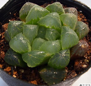 ハオルチア 多肉植物 オブツーサ 観葉植物の人気商品 通販 価格比較 価格 Com