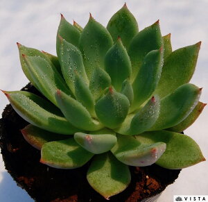 WCAgHEV GPxA A 9cm|bgϗtA G  CeA 炵  A ĕ T{e 