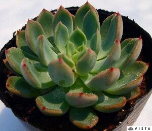 a_ԁiWoij GPxA A 9cm|bgϗtA G  CeA 炵  A ĕ T{e 