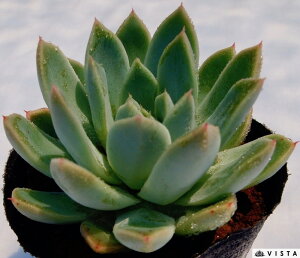 Tu GPxA A 9cm|bgϗtA G  CeA 炵  A ĕ T{e 