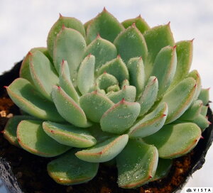 観葉植物 サボテン 育て方 観葉植物の人気商品 通販 価格比較 価格 Com