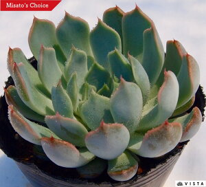 サボテン 室内 観葉植物の人気商品 通販 価格比較 価格 Com