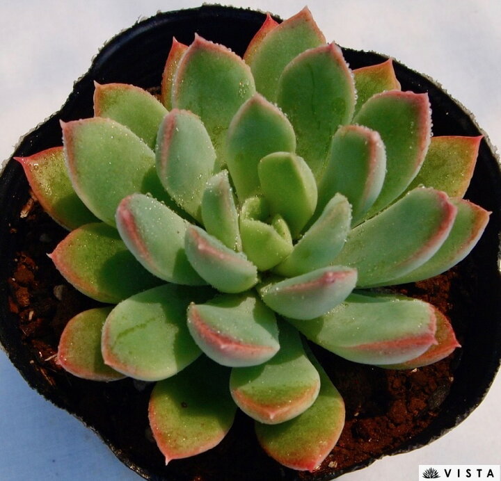 キングマイダス錦（色斑）エケベリア多肉植物