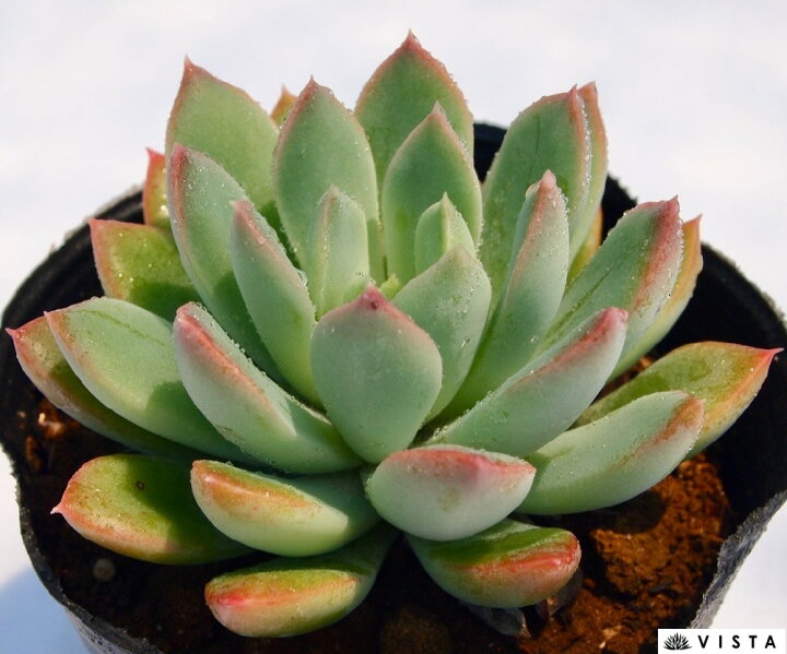 楽天市場】キングマイダス エケベリア属 多肉植物 9cmポット観葉植物 