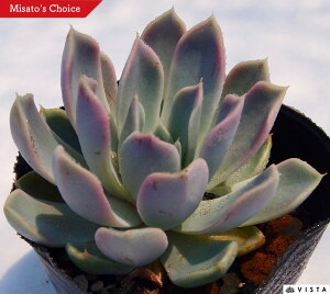 CUx GPxA A 9cm|bgϗtA G  CeA 炵  A ĕ T{e 