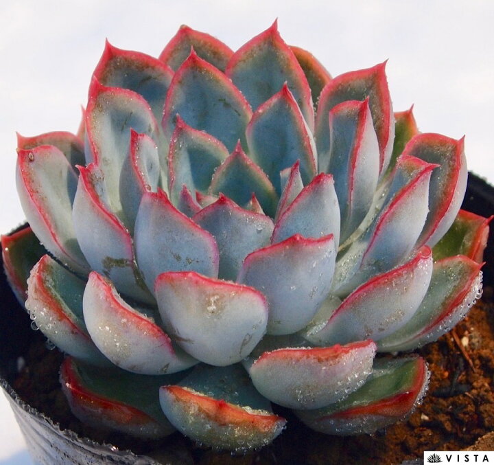 楽天市場】ヘラクレス エケベリア属 多肉植物 9cmポット観葉植物 雑貨 