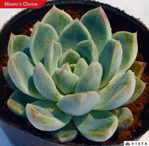 ACXo[O GPxA A 9cm|bgϗtA G  CeA 炵  A ĕ T{e 