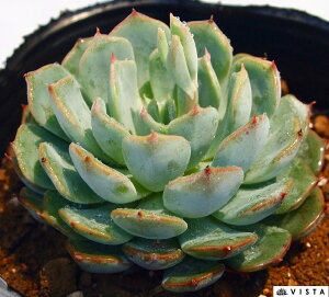観葉植物 サボテン 育て方 観葉植物の人気商品 通販 価格比較 価格 Com