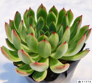 ցiGj GPxA A 9cm|bgϗtA G  CeA 炵  A ĕ T{e 