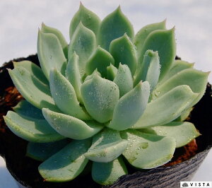 xi GPxA A 9cm|bgϗtA G  CeA 炵  A ĕ T{e 