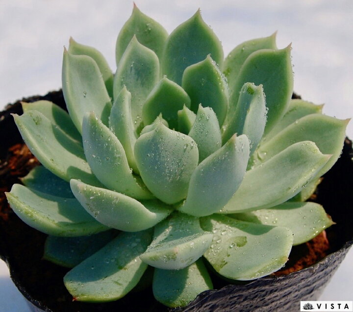 楽天市場 ベロナ エケベリア属 多肉植物 9cmポット観葉植物 雑貨 おすすめ インテリア 暮らし 室内 植物 育て方 サボテン 多肉 多肉植物専門店 ビスタ 楽天市場 ベロナ エケベリア属 多肉植物 9cmポット観葉植物 雑貨 おすすめ インテリア 暮らし 室内 植物 育て方 サボテン 多肉 多肉植物専門店 ビスタ
