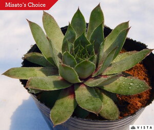 fX^C ZyrE@A@9cm|bgϗtA G  CeA 炵nA A q  gt