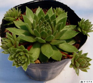 pbVi[^ ZyrE@A@9cm|bgϗtA G  CeA 炵nA A q  gt