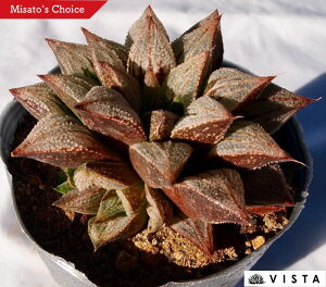 iVLjyfbNXznI`AyWGvczA@10.5cm|bgϗtA G  CeA 炵 nIVA haworthia T{e Iuc[T A