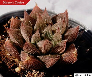 GiVLG}LjyfbNXznI`A@A@10.5cm|bgϗtA G  CeA 炵 nIVA haworthia T{e A