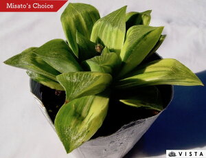 ハオルチア 大型 観葉植物の人気商品 通販 価格比較 価格 Com