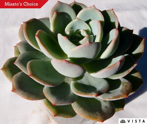 irNjyfbNXzGPxA@A@10.5cm|bgϗtA G  CeA 炵  A ĕ T{e 