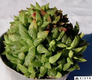 多肉植物 ハオルチア 花 観葉植物の人気商品 通販 価格比較 価格 Com