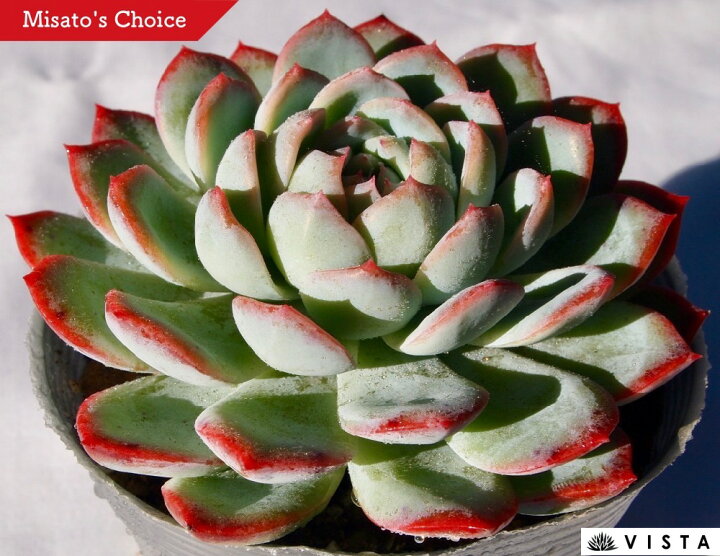 楽天市場 マリア エケベリア属 デラックス多肉 多肉植物 10 5cmポット観葉植物 雑貨 おすすめ インテリア 暮らし 室内 植物 育て方 サボテン 多肉 多肉植物専門店 ビスタ