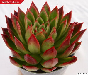 Ԃ̍ɑinimTCVEjyfbNXzGPxA@A@10.5cm|bgϗtA G  CeA 炵  A ĕT{e 