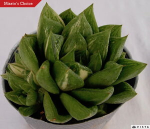 宝草錦(タカラクサニシキ)【デラックス多肉】【ジュエルプランツ】ハオルチア属 多肉植物 10.5cmポット観葉植物 雑貨 おすすめ インテリア 暮らし ハオルシア haworthia サボテン 植物