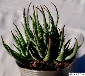 楽天市場 観葉植物 アロエの通販