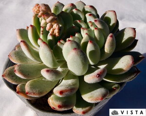 rAeyfbNXzGPxA@A@10.5cm|bgϗtA G  CeA 炵  A ĕ T{e 