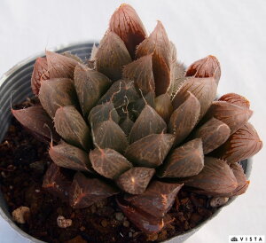 u[YyWGvcznI`A@A@9cm|bgϗtA G  CeA 炵 nIVA haworthia T{e A