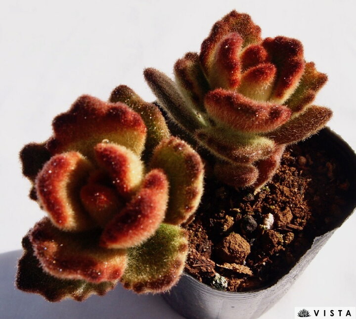 楽天市場 テディベア カランコエ属 多肉植物 9cmポット観葉植物 雑貨 おすすめ インテリア 暮らし 多肉植物 剪定 水耕栽培 鉢植え 花 多肉植物専門店 ビスタ 楽天市場 テディベア カランコエ属 多肉植物 9cmポット観葉植物 雑貨 おすすめ インテリア 暮らし 多肉植物 剪定 水耕栽培 鉢植え 花 多肉植物専門店 ビスタ