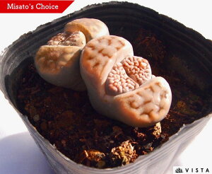 ʁiWCMNj@g[vX@A@9cm|bg