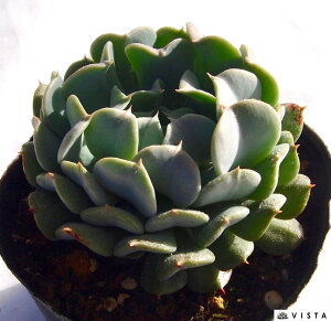 {[V@GPxA@A@9cm|bgϗtA G  CeA 炵  A ĕ T{e 