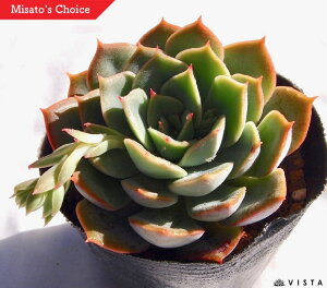 観葉植物 サボテン 育て方の人気商品 通販 価格比較 価格 Com