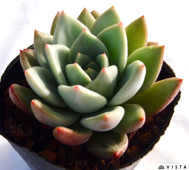 楽天市場 シャンペーン エケベリア属 多肉植物 9cmポット観葉植物 雑貨 おすすめ インテリア 暮らし 室内 植物 育て方 サボテン 多肉 多肉植物専門店 ビスタ