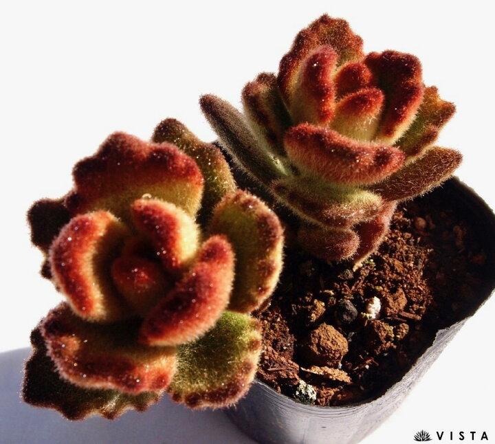 楽天市場 テディベア カランコエ属 多肉植物 9cmポット観葉植物 雑貨 おすすめ インテリア 暮らし 多肉植物 剪定 水耕栽培 鉢植え 花 多肉植物専門店 ビスタ