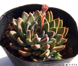 EBhIu`FW@GPxA@A@9cm|bgϗtA G  CeA 炵  A ĕ T{e 