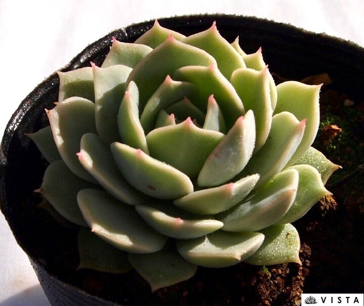 楽天市場 リラ エケベリア属 多肉植物 9cmポット観葉植物 雑貨 ラおすすめ インテリア 暮らし 室内 植物 育て方 サボテン 多肉 多肉植物専門店 ビスタ