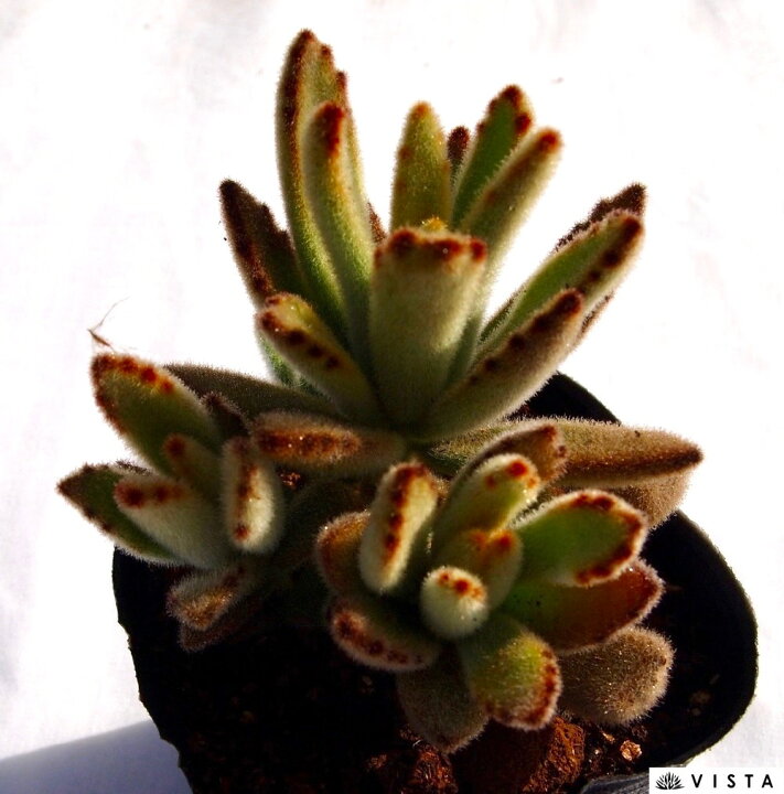 楽天市場 北きつね カランコエ属 多肉植物 9cmポット観葉植物 雑貨 おすすめ インテリア 暮らし 多肉植物 剪定 水耕栽培 鉢植え 花 多肉植物専門店 ビスタ