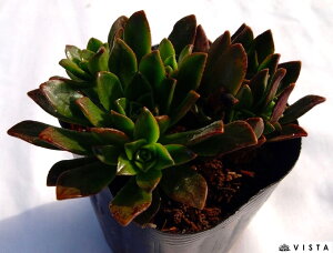 uY^@AGIjE@A@9cm|bgϗtA G  CeA 炵 A |bg [bg N Aeonium