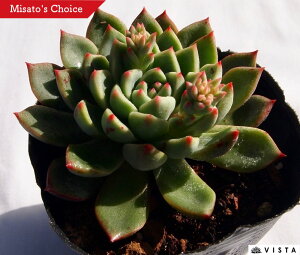 観葉植物 サボテン 育て方の人気商品 通販 価格比較 価格 Com