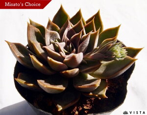 ^@GPxA@A@9cm|bgϗtA G  CeA 炵  A ĕ T{e 