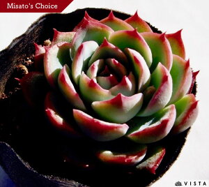 VGbg@GPxA@A@9cm|bgϗtA G  CeA 炵  A ĕ T{e 